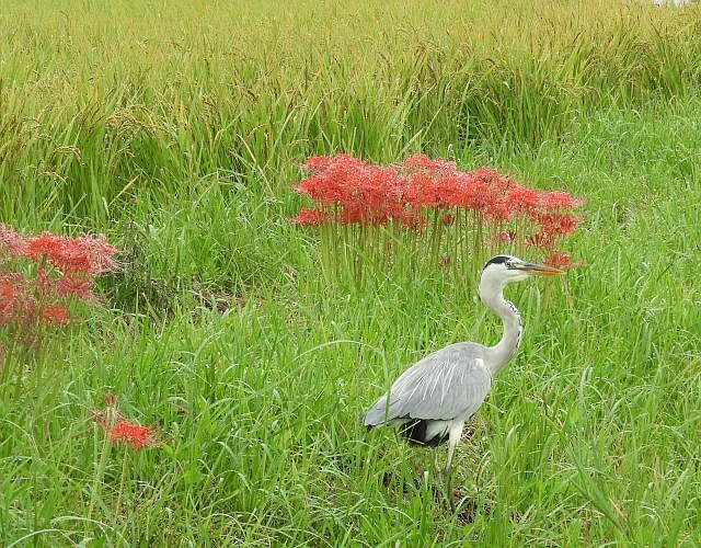 モズ　彼岸花_f0378979_18505782.jpg