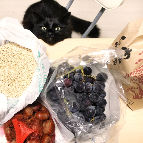 チョコ坊、雨の日はｷｬｯﾄﾀﾜ~で寝＆嬉しい秋の味覚♪_a0308381_21035621.jpg