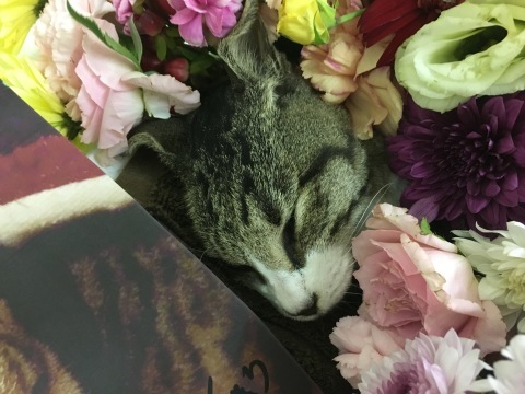 酒と泪と猫と親父 !_f0039487_11105576.jpg
