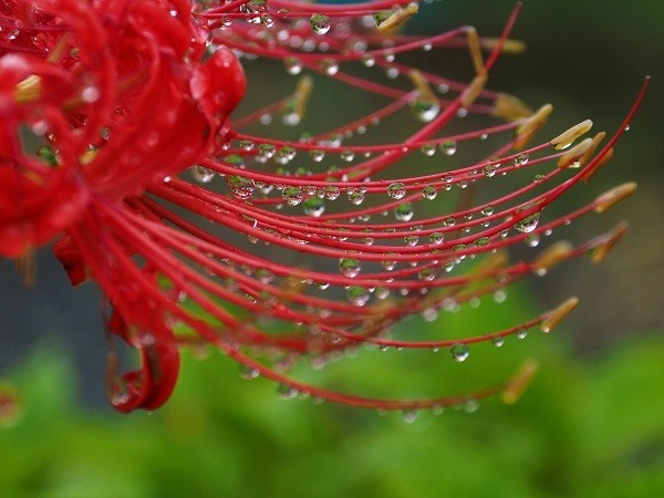 火の花・曼殊沙華_e0250588_21270969.jpg