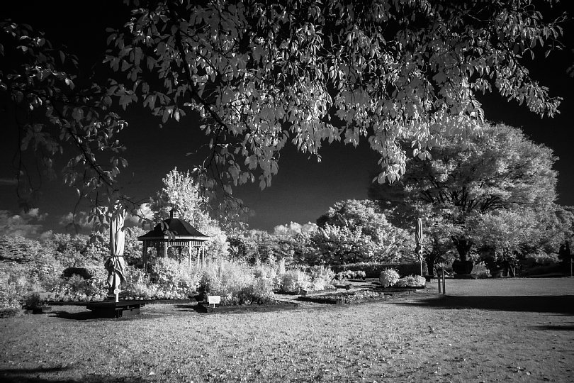 Evening Park In Surrealistic Infrared Light_d0353489_21094592.jpg