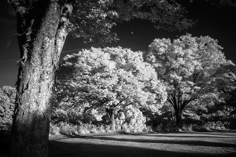 Evening Park In Surrealistic Infrared Light_d0353489_21101024.jpg