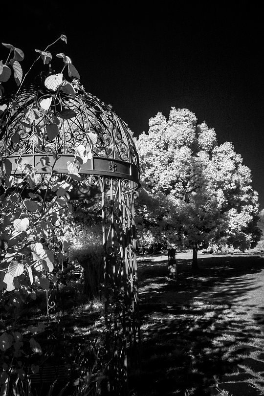 Evening Park In Surrealistic Infrared Light_d0353489_21101879.jpg