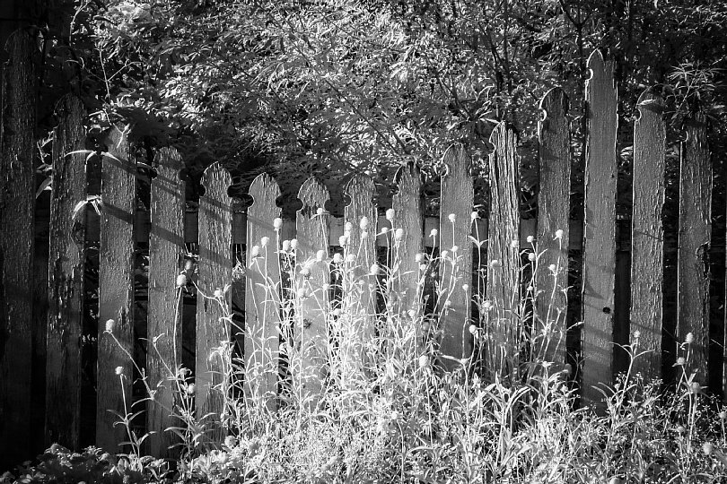 Evening Park In Surrealistic Infrared Light_d0353489_21103643.jpg