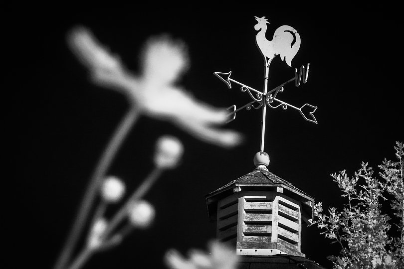 Evening Park In Surrealistic Infrared Light_d0353489_21115710.jpg