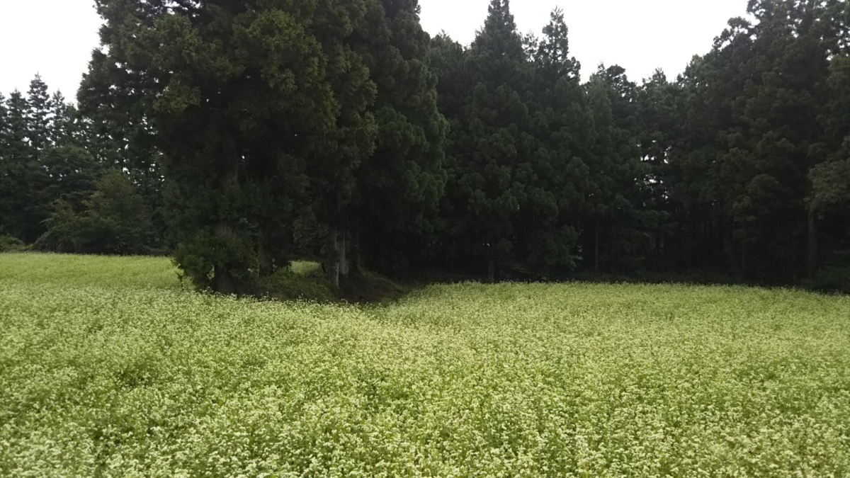 蕎麦の花咲く那須高原_a0011690_10312809.jpg