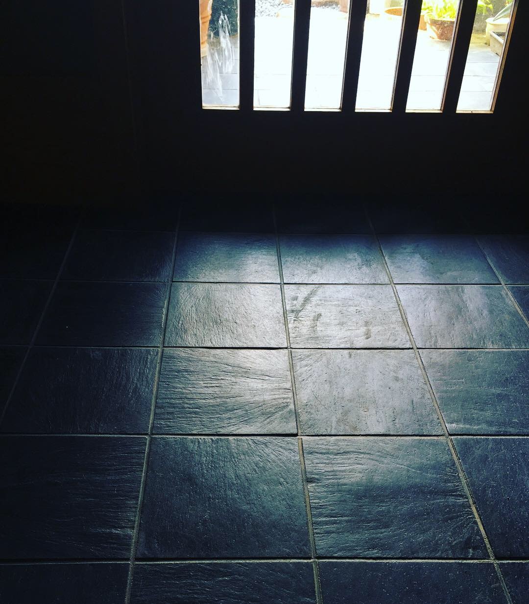 豆苗_a0129492_12190187.jpeg
