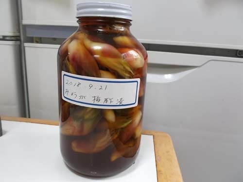 鶏手羽先と大根の煮物&みょうがの梅酢漬_f0019498_21232344.jpg
