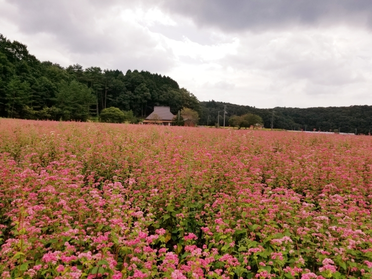 深入山、八幡湿原_f0219710_18313272.jpg