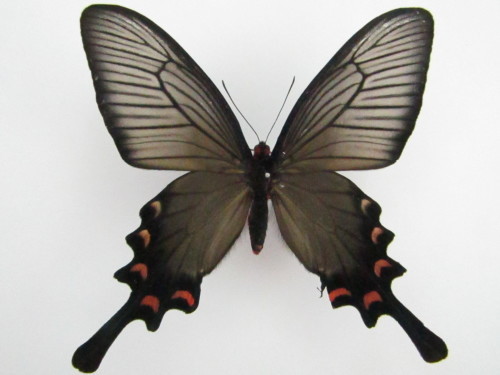 九州本土でも黒化型? ジャコウアゲハ♀ 黒化型 : 私の天狗蝶