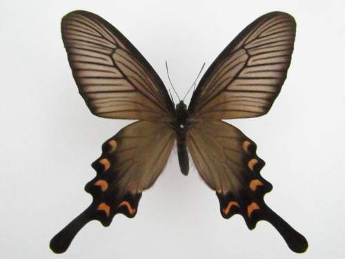 九州本土でも黒化型? ジャコウアゲハ♀ 黒化型 : 私の天狗蝶