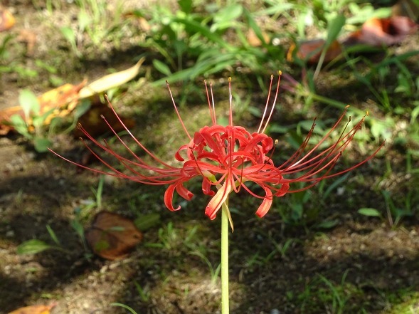 橘寺の芙蓉_b0299042_13225216.jpg