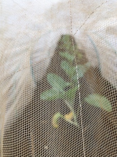人参の葉にたくさん着いたアゲハ蝶の幼虫をひたすら捕まえて収穫開始　　_c0222448_11565936.jpg