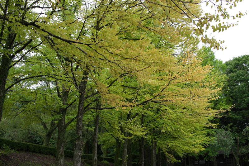 d0342652_80546.jpg