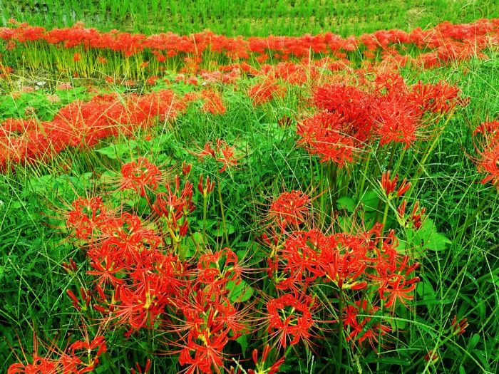 　　　　　　　　　　　　　　　　　　死に花と　言う人あるほど　奥ゆかし_c0210054_08051923.jpg