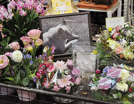 献花の絶えない三四郎くん_e0362456_19484095.jpg