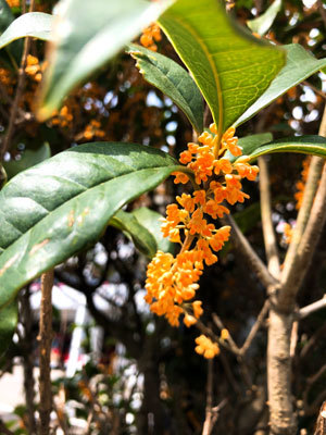 c0050264_11383680.jpg