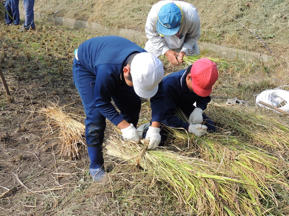 新庄小学校の５年生、宮島大聖院の古代米稲刈り。_a0156168_21392021.jpg