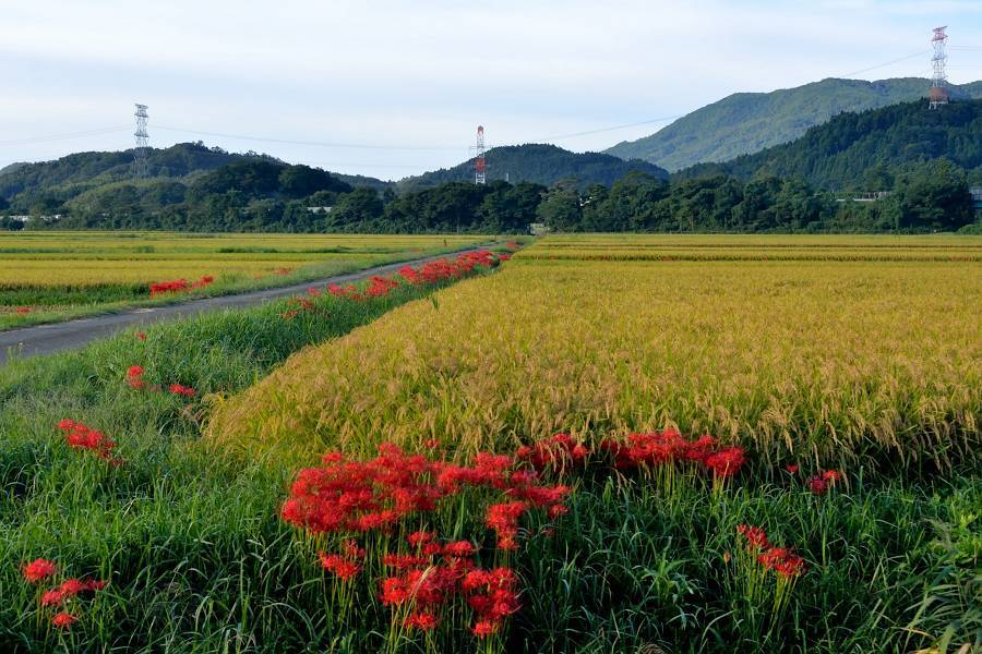 　　　　　　彼岸花　其の　2_b0223668_06294915.jpg