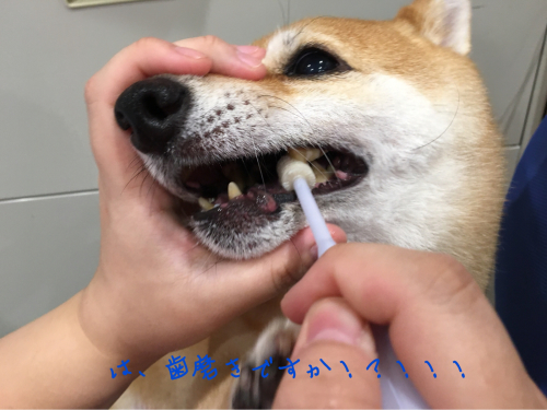 トリミングブログ_f0357682_12351264.jpg