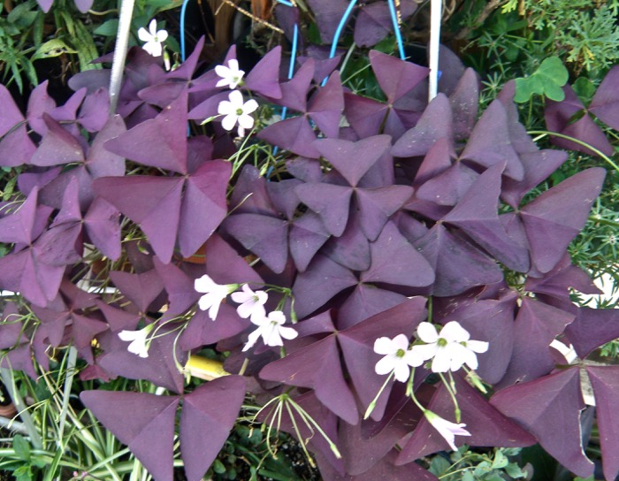 濃い紫の三角形の葉が特徴です オキザリス トリアングラリス 楽餓鬼