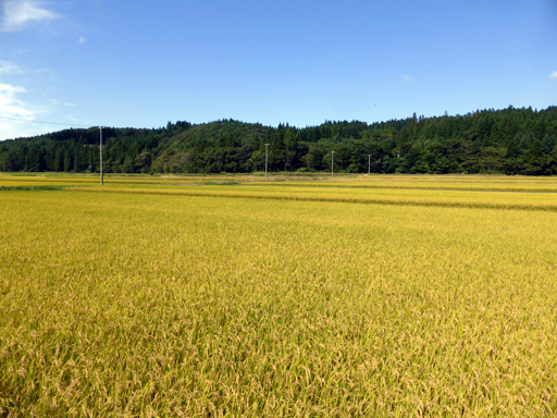 秋、金色の田園、栗拾い_d0366590_18203482.jpg