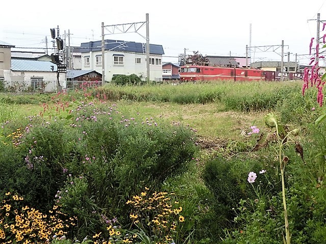 d0181492_21441502.jpg