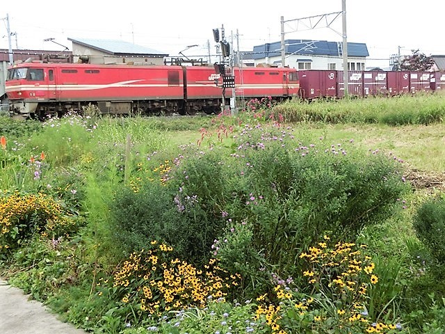 d0181492_21444740.jpg