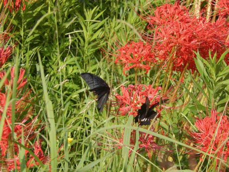 b0352112_231285.gif