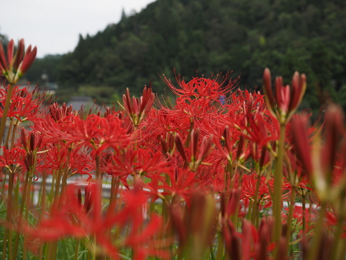 彼岸花_c0116915_21283987.jpg