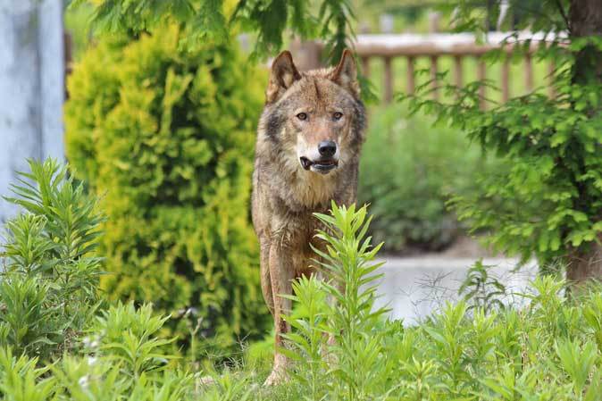 オオカミたちの宴 バックヤードの遠吠え大会 多摩動物公園 続々 動物園ありマス