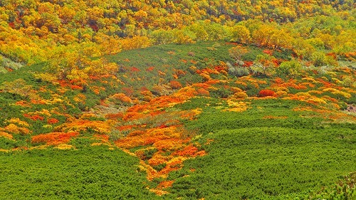 乗鞍岳の紅葉が、一気に見頃ですっ！！_a0353718_10243969.jpg