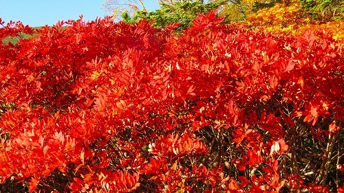 乗鞍岳の紅葉が、一気に見頃ですっ！！_a0353718_10251908.jpg