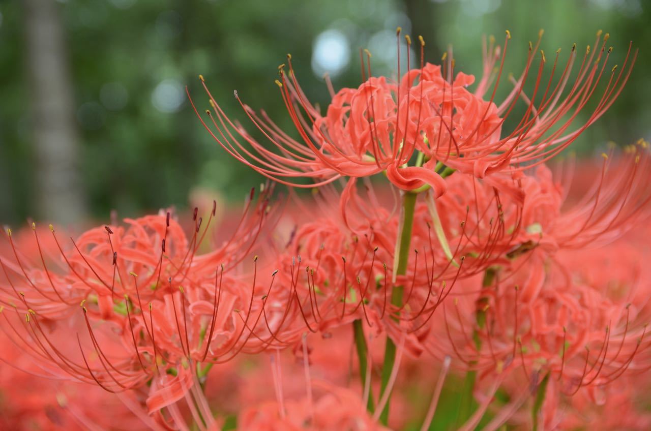 巾着田曼珠沙華まつり_e0140529_21223150.jpg