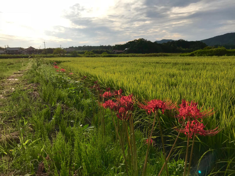 彼岸花とコスモス_f0169147_20180002.jpg