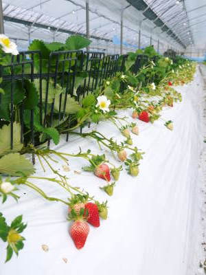 熊本いちご『熊紅』 定植用の畝立ての様子を現地取材(前編)_a0254656_18371674.jpg