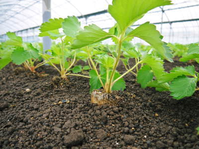 熊本いちご『熊紅』 定植用の畝立ての様子を現地取材(前編)_a0254656_19002193.jpg