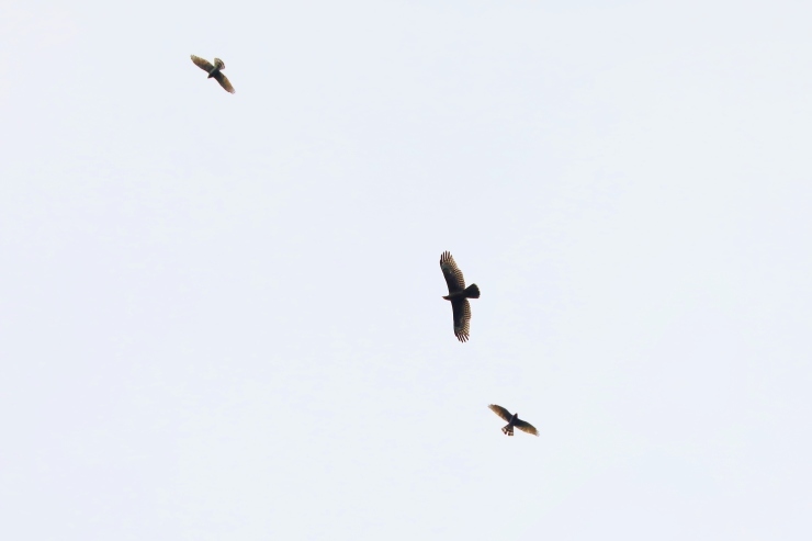 f0378282_19321493.jpg