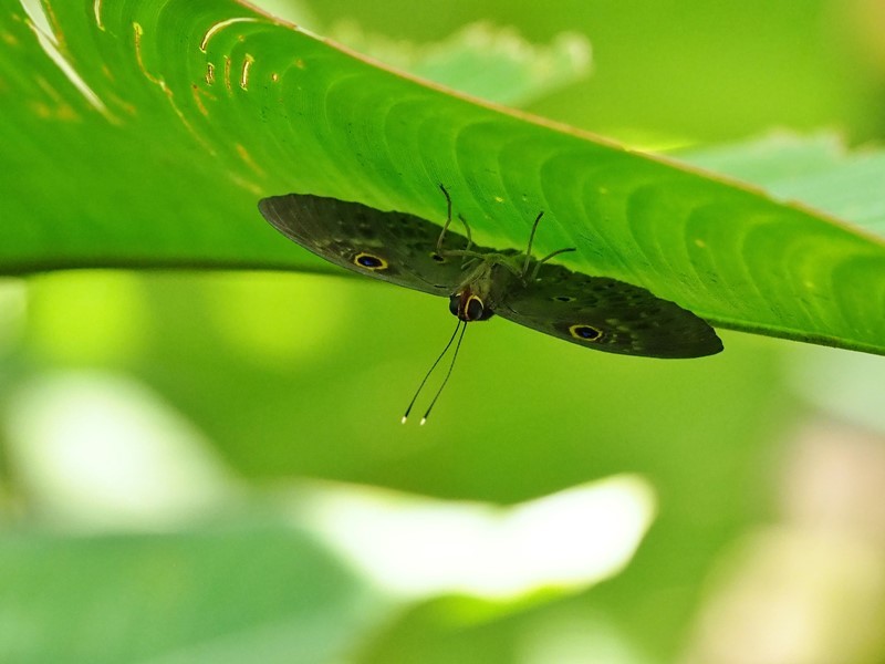 PURA VIDA!　コスタリカの森（その17）_f0310988_07143409.jpg