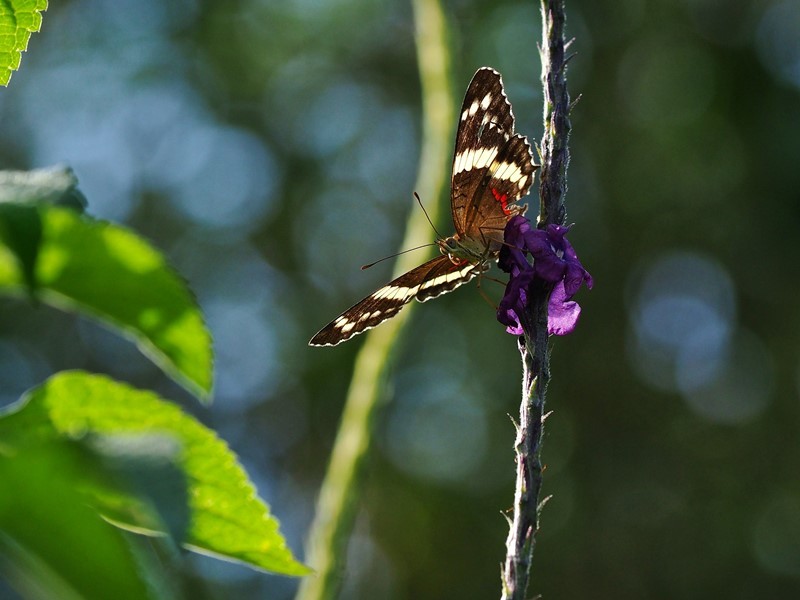 PURA VIDA!　コスタリカの森（その17）_f0310988_07551142.jpg