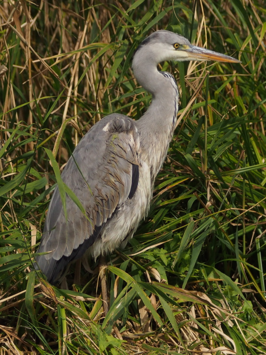 I公園の鳥たちⅡ　カワセミほか_c0360399_21135052.jpg