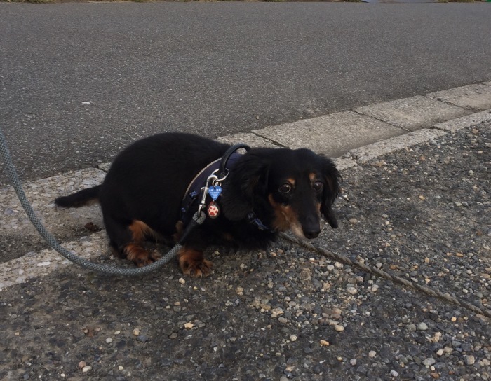 a0251116_19572658.jpeg