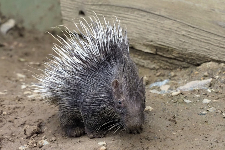 小さな小さなヤマアラシ 動物園放浪記