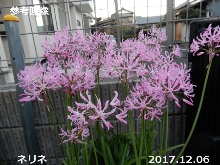 花の準備するネリネ_e0033229_16135386.jpg