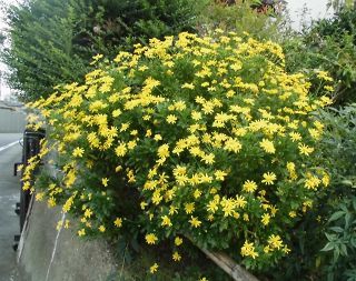 よく似た花 マーガレットコスモスとユリオプスデージー 寺小屋日記