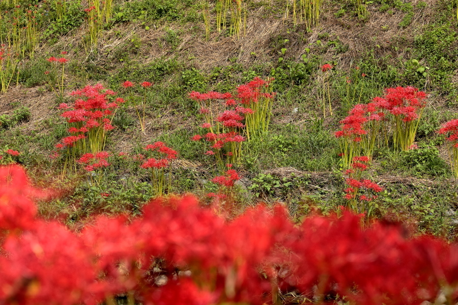 葉梨川の彼岸花 ①_d0377637_18223130.jpg