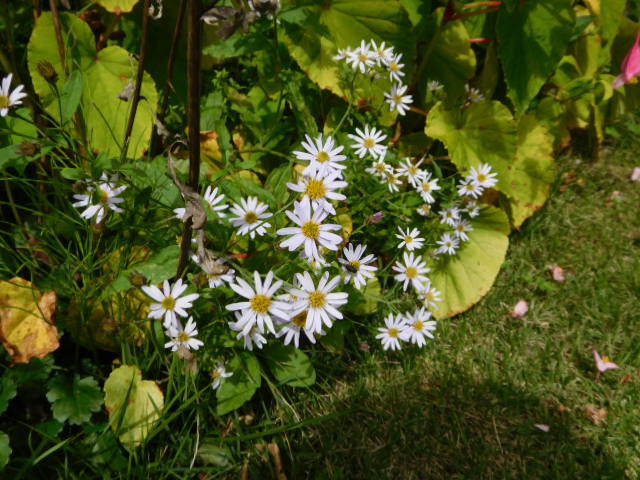 d0159941_15413044.jpg