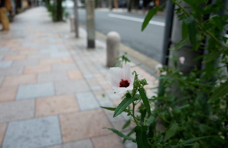 f0169147_10433633.jpg