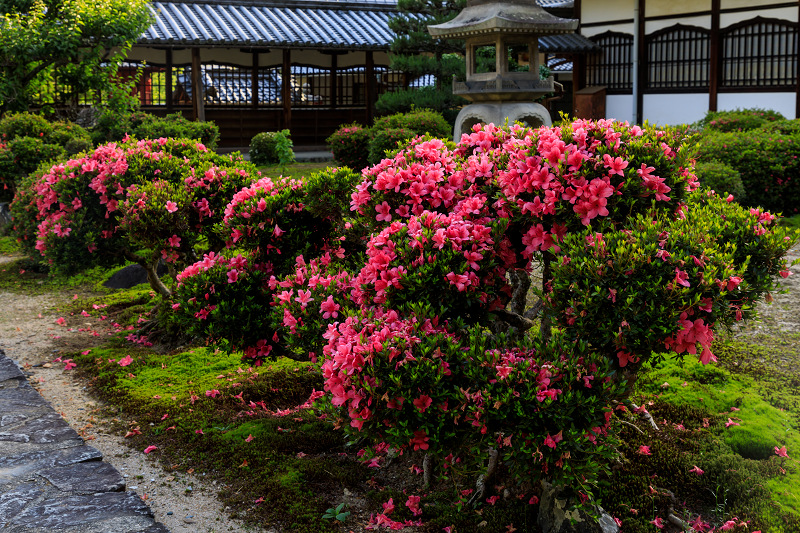 サツキ咲く興聖寺_f0155048_23492786.jpg