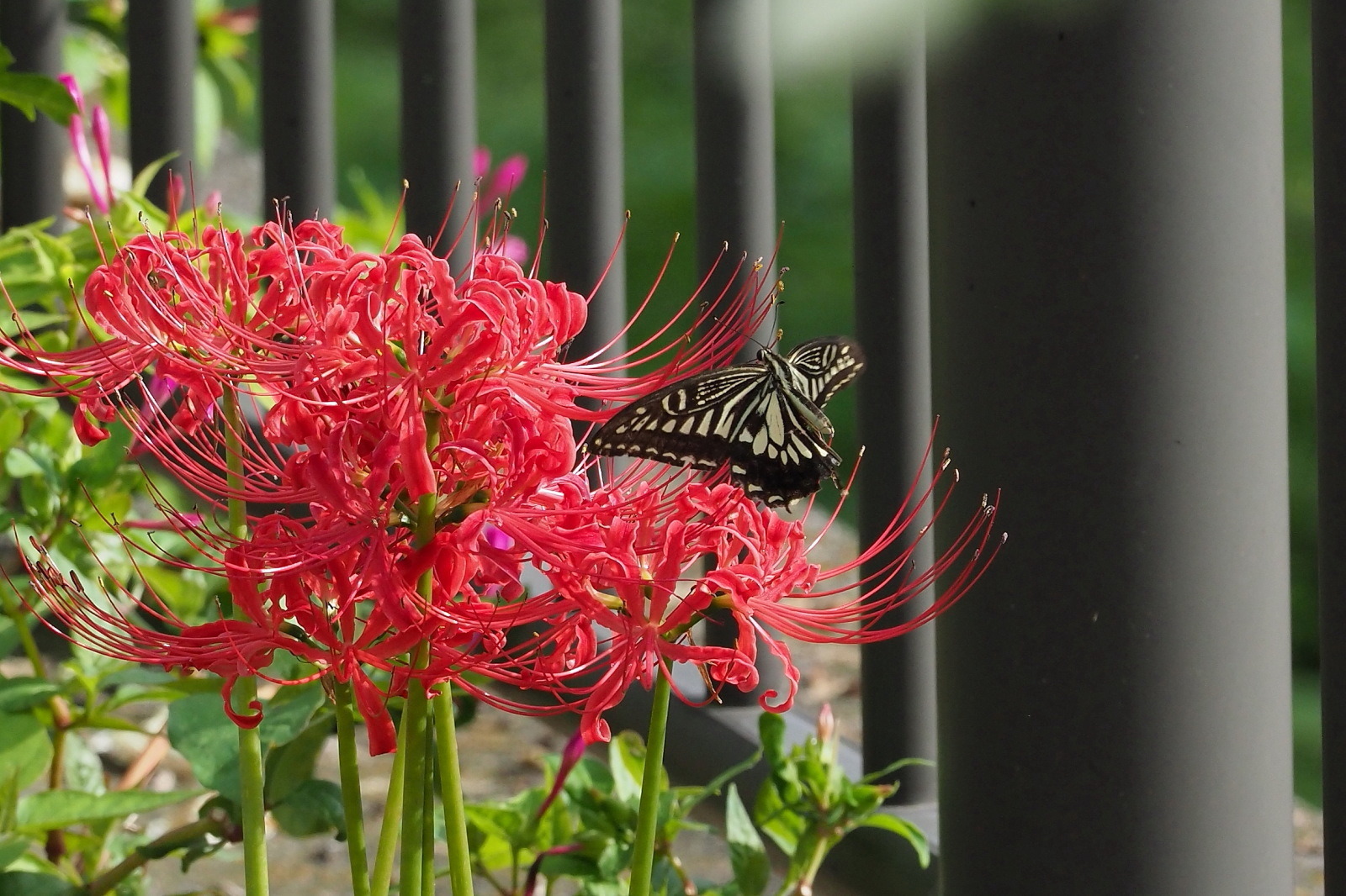 ヒガンバナにアゲハが飛来 千葉県松戸市 Butterfly Dragonfly ヒガンバナにアゲハが飛来 千葉県松戸市 Butterfly Dragonfly